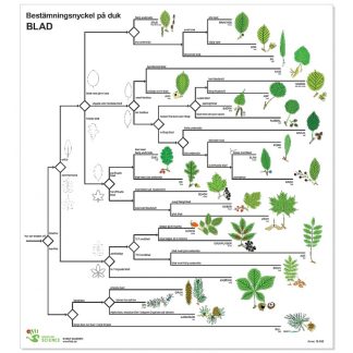 Bestämningsnyckel Blad plast FÄRG