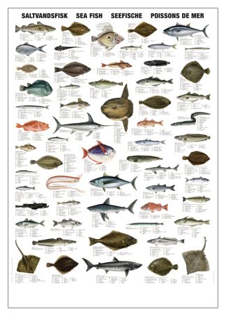 Affisch saltvattenfiskar