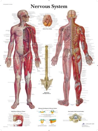 Nervsystemet plansch