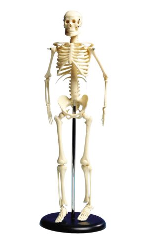 Skelett med ställ 46 cm