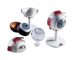 Öga - modell i 5x naturlig storlek