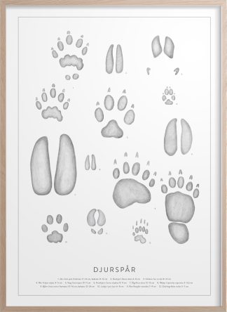 Affisch djurspår, Kunskapstavlan® 50x70 cm