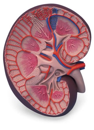 Njure tvärsnitts - modell