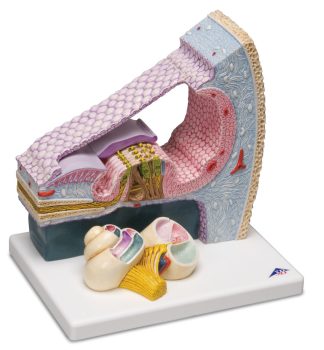 Cortisorgan - modell