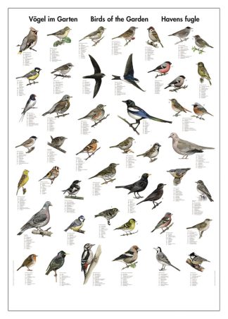 Affisch fåglar i trädgården