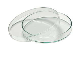 Petriskålar 5,5 cm, 10 st/fp