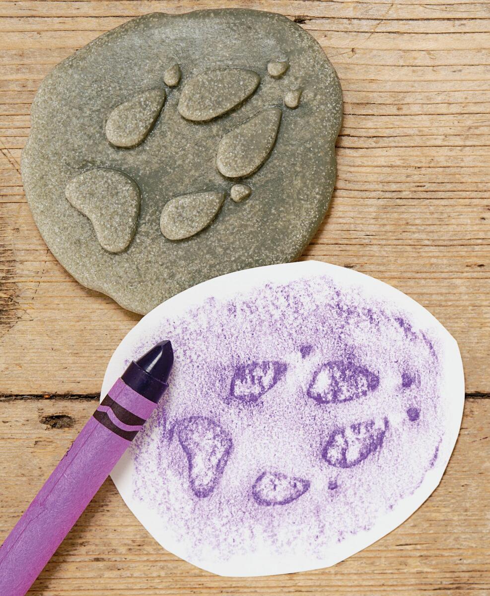 Undersök fotspår från skogen - Bild 2