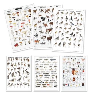 Affischer Natur 6st, 70x100 cm