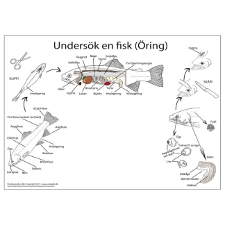 Dissekeringsduk, fisk