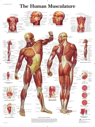 Affisch laminerad - Musklerna