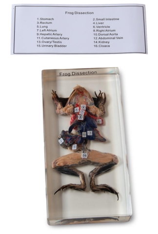 Groda dissekerad